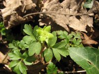 Adoxa moschatellina 13, Muskuskruid, Saxifraga-Jasenka Topic