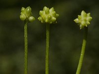 Adoxa moschatellina 14, Muskuskruid, Saxifraga-Willem van Kruijsbergen