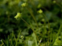 Adoxa moschatellina 15, Muskuskruid, Saxifraga-Jan van der Straaten