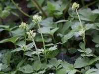 Adoxa moschatellina 16, Muskuskruid, Saxifraga-Peter Meininger