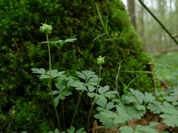 Adoxa moschatellina 17, Muskuskruid, Saxifraga-Mark Zekhuis