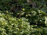 Adoxa moschatellina 18, Muskuskruid, Saxifraga-Jan van der Straaten