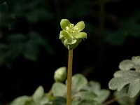 Adoxa moschatellina 2, Muskuskruid, Saxifraga-Jan van der Straaten