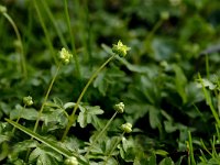 Adoxa moschatellina 20, Muskuskruid, Saxifraga-Jan van der Straaten