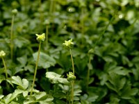 Adoxa moschatellina 21, Muskuskruid, Saxifraga-Jan van der Straaten