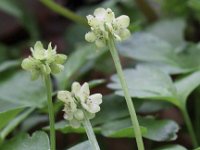 Adoxa moschatellina 22, Muskuskruid, Saxifraga-Peter Meininger