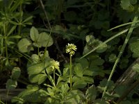 Adoxa moschatellina 23, Muskuskruid, Saxifraga-Willem van Kruijsbergen