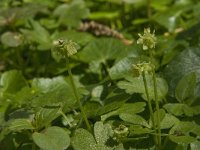 Adoxa moschatellina 24, Muskuskruid, Saxifraga-Jan van der Straaten