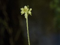 Adoxa moschatellina 25, Muskuskruid, Saxifraga-Jan van der Straaten