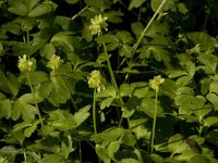 Adoxa moschatellina 27, Muskuskruid, Saxifraga-Jan van der Straaten