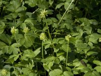 Adoxa moschatellina 28, Muskuskruid, Saxifraga-Jan van der Straaten