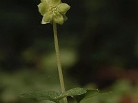 Adoxa moschatellina 29, Muskuskruid, Saxifraga-Bas Klaver