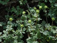 Adoxa moschatellina 3, Muskuskruid, Saxifraga-Jan van der Straaten