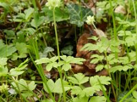 Adoxa moschatellina 30, Muskuskruid, Saxifraga-Rutger Barendse