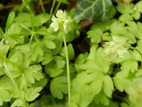 Adoxa moschatellina 31, Muskuskruid, Saxifraga-Rutger Barendse