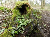 Adoxa moschatellina 33, Muskuskruid, Saxifraga-Rutger Barendse