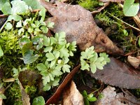 Adoxa moschatellina 34, Muskuskruid, Saxifraga-Rutger Barendse