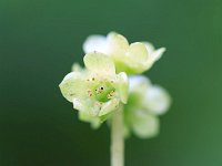 Adoxa moschatellina 35, Muskuskruid, Saxifraga-Jelmer Reyntjes : Adoxa moschatellina, Bekendelle, Natura 2000, beek, bos, muskuskruid