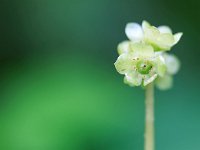 Adoxa moschatellina 36, Muskuskruid, Saxifraga-Jelmer Reyntjes : Adoxa moschatellina, Bekendelle, Natura 2000, beek, bos, muskuskruid