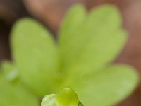 Adoxa moschatellina 37, Muskuskruid, Saxifraga-Jelmer Reyntjes : Adoxa moschatellina, muskuskruid