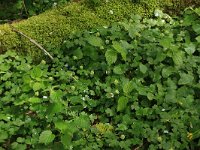 Adoxa moschatellina 38, Muskuskruid, Saxifraga-Hans Boll