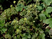 Adoxa moschatellina 4, Muskuskruid, Saxifraga-Jan van der Straaten