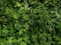 Adoxa moschatellina 40, Muskuskruid, Saxifraga-Hans Boll