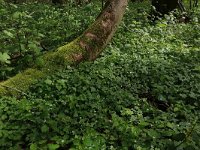 Adoxa moschatellina 41, Muskuskruid, Saxifraga-Hans Boll