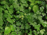 Adoxa moschatellina 42, Muskuskruid, Saxifraga-Hans Boll