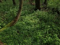 Adoxa moschatellina 43, Muskuskruid, Saxifraga-Hans Boll