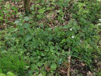 Adoxa moschatellina 44, Muskuskruid, Saxifraga-Hans Boll