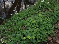 Adoxa moschatellina 45, Muskuskruid, Saxifraga-Hans Boll