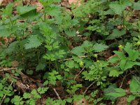 Adoxa moschatellina 46, Muskuskruid, Saxifraga-Hans Boll