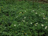 Adoxa moschatellina 47, Muskuskruid, Saxifraga-Hans Boll