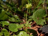 Adoxa moschatellina 49, Muskuskruid, Saxifraga-Ed Stikvoort