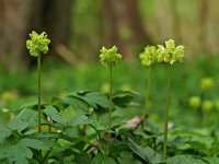 Adoxa moschatellina 5, Muskuskruid, Saxifraga-Willem van Kruijsbergen