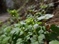 Adoxa moschatellina 50, Muskuskruid, Saxifraga-Ed Stikvoort