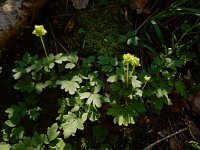 Adoxa moschatellina 52, Muskuskruid, Saxifraga-Ed Stikvoort