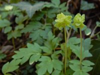 Adoxa moschatellina 54, Muskuskruid, Saxifraga-Ed Stikvoort