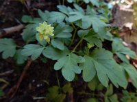 Adoxa moschatellina 55, Muskuskruid, Saxifraga-Ed Stikvoort