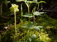 Adoxa moschatellina 56, Muskuskruid, Saxifraga-Ed Stikvoort