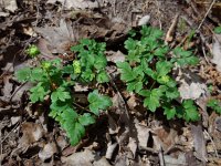 Adoxa moschatellina 57, Muskuskruid, Saxifraga-Ed Stikvoort