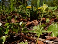 Adoxa moschatellina 58, Muskuskruid, Saxifraga-Ed Stikvoort