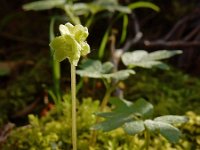 Adoxa moschatellina 59, Muskuskruid, Saxifraga-Ed Stikvoort