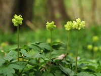 Adoxa moschatellina 6, Muskuskruid, Saxifraga-Hans Dekker