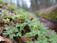 Adoxa moschatellina 61, Muskuskruid, Saxifraga-Mark Zekhuis