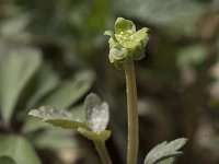 Adoxa moschatellina 64, Muskuskruid, Saxifraga-Willem van Kruijsbergen