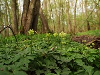 Adoxa moschatellina 7, Muskuskruid, Saxifraga-Hans Dekker