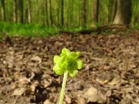 Adoxa moschatellina 70, Muskuskruid, Saxifraga-Hans Grotenhuis