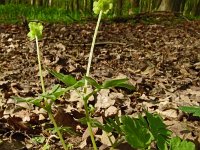 Adoxa moschatellina 71, Muskuskruid, Saxifraga-Hans Grotenhuis